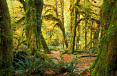 Hall of Mosses Trail im Hoh Rainforest, Olympic National Park, Washington.
