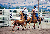 Cowboys in calf roping event at Pi-Ume-Sha Treaty Days Celebration all-Indian rodeo; Warm Springs Indian Reservation, central Oregon.