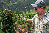 Moorea, Französisch-Polynesien, Gesellschaftsinseln, Südpazifik. Auf einer Fläche von etwa 280 m² werden Vanillepflanzen auf künstlichen Schutzvorrichtungen angebaut. Diese Art der Kultur hilft, sie vor den Angriffen der Sonne, der Vögel und aller Arten von Schädlingen zu schützen