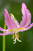 Pink Fawn Lily (Erythronium revolutum); Mount Pisgah Arboretum, Willamette Valley, Oregon.