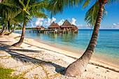 Palms and beach of the Luxury Hotel Kia Ora Resort & Spa on Rangiroa, Tuamotu Islands, French