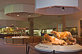 Ausstellung prähistorischer Tiere im George C. Page Museum in den La Brea Teergruben, Los Angeles, Kalifornien.