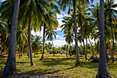 Tropical palm trees in Fakarava, Tuamotus Archipelago French Polynesia, Tuamotu Islands, South Pacific.