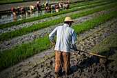 Bauern in Reisfeldern, Inle-See, Shan-Staat, Myanmar (Birma)