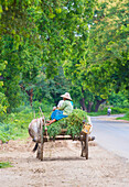 Burmese farmer riding ox cart in Shan state Myanmar
