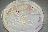 Close up of petri dish containing samples of peanut plant roots, Tifton, Georgia.