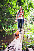 Roter Brüllaffe beim Spaziergang mit einem Touristen, Tambopata National Reserve, Puerto Maldonado Amazonas-Dschungelgebiet in Peru