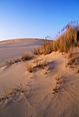 Beachgrass (Ammophila arenaria) on sand dunes; Oregon Dunes National Recreation Area; Oregon coast, USA.