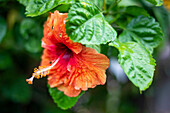 Nahaufnahme einer leuchtend rot blühenden tropischen Blume in Moorea, Französisch-Polynesien