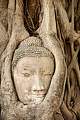 Buddha-Kopf aus Stein, eingebettet in Bodhi-Baum-Wurzeln in den Ruinen des buddhistischen Tempels Wat Mahathat, Ayutthaya, Thailand.