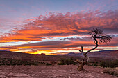 Colorful sunset skies with a small pinyon pine tree in front in Capitol Reef National Park in Utah.
