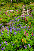 Wildblumen entlang des Spray Park Trail, Mount Rainier National Park, Washington.