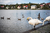 Swan at Tjornin Lake, Reykjavik, Iceland