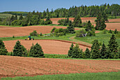 Potato fields, pine trees & rolling hills near the community of Greenbay; Prince Edward Island, Canada.