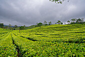 Blick auf die Teeplantage Sukadana, West-Java, Indonesien, Südostasien, Asien