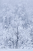 Beautiful snow covered trees in winter, near Sorli, Island of Senja, Troms og Finnmark county, Norway, Scandinavia, Europe