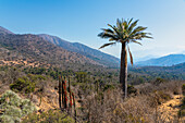 Chilean palm tree, Sector Palmas de Ocoa, La Campana National Park, Cordillera De La Costa, Quillota Province, Valparaiso Region, Chile, South America