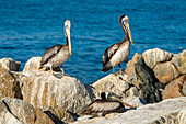 Two pelicans perching on rock, Caleta Higuerillas, Concon, Valparaiso Province, Valparaiso Region, Chile, South America