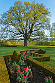 Baum und Tulpen im Schlossgarten (Zamecky-Park), Cesky Krumlov, Tschechische Republik (Tschechien), Europa