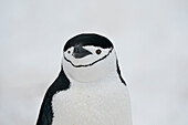 Nahaufnahme eines Zügelpinguins (Pygoscelis antarcticus), Halbmondinsel, Antarktis, Polargebiete