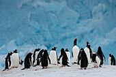 Eselspinguin-Kolonie (Pygoscelis papua) vor einem kürzlich kollabierten Gletscher, Damoy Point, Wiencke Insel, Antarktis, Polargebiete