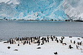Gentoo penguin colony (Pygoscelis papua) in front of a recently collapsed glacier, Damoy Point, Wiencke Island, Antarctica, Polar Regions
