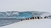 Gentoo penguin colony (Pygoscelis papua), Damoy Point, Wiencke Island, Antarctica, Polar Regions