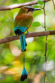 Guardabarranco (Türkisbrauenmotmot), Nationalvogel von Nicaragua, im biologischen Reservat, Nosara, Guanacaste, Costa Rica, Mittelamerika