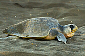 Die Olive Ridley-Schildkröte verlässt nach dem Nisten dieses wichtige Strandrefugium, Playa Ostional, Nicoya-Halbinsel, Guanacaste, Costa Rica, Mittelamerika