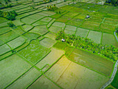 Aerial view of Kajeng Rice Field, Gianyar Regency, Bali, Indonesia, South East Asia, Asia