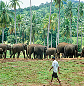 Elefanten in Bäumen