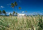 Looking Across Cane Fields To Small Church