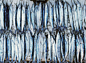 Fresh Fish For Sale In Stone Town Market, Close Up