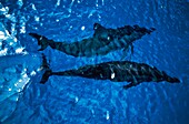 Zwei Spinnerdelfine im Meer
