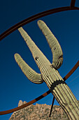 A Metal Ring Around A Saguaro Cacti In The Sonoran Desert.
