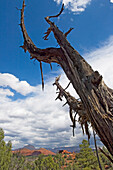 Blick über den Red Rock State Park mit einem toten Baum im Vordergrund.