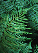 Detail Of Fern Leaf