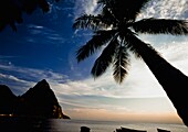 Silhouette Of Palm Trees With Petit Piton In Background