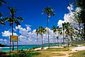 Palm Trees At Coco Beach