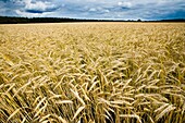 Wheat Field Before Harvest