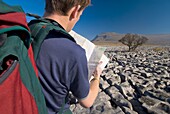 Hiker With Map On Limestone Pavement