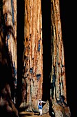 Frau und Redwood-Bäume