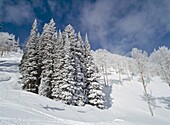 Schneebedeckte Pinienbäume auf dem Berg