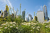 Wiese im Millennium Park, Stadtbild im Hintergrund