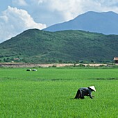 Farmer In Rice Paddy