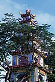 Long Tuyen Pagode hinter Baum