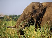 Elefant frisst Schilf