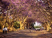 People Walking Down Road Lined With Jacaranda Trees In Full Bloom, Dusk
