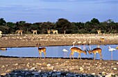 Antelope And Flamingoes By Lake