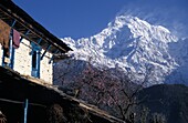 Annapurna Sanctuary And Mountain In Background